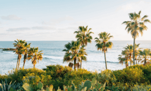 Trees and ocean